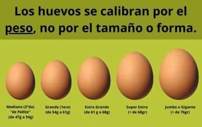 Cómo se clasifican los calibres de huevos?